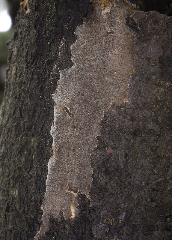 Phellinus rhamni